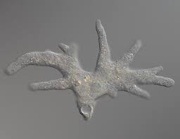 Image result for Pseudobersama