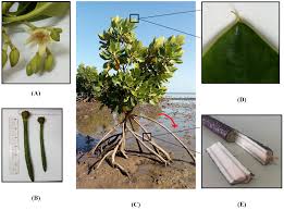 Image result for Rhizophora mucronata