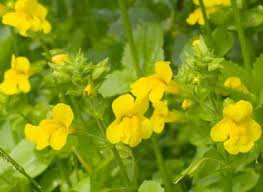 It kills preys with sticky leaves and stalks. Monkey Flower Lovetoknow