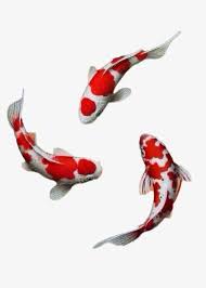 Antique Red Koi Koi Fish Drawing Koi Art Fish Drawings