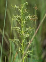Image result for Habenaria armatissima