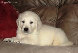 Advice from breed experts to make a safe choice. English Golden Retrievers Puppies For Sale Chicopee Ma Free Classifieds In Usa