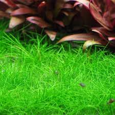Image result for Eleocharis decoriglumis