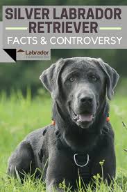 Silver Labrador Retriever Facts About Silver Labs You Need