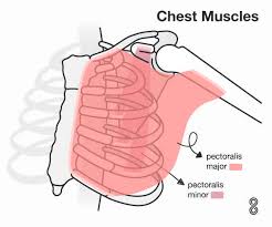 The chest muscles mainly include two muscles, the major and the minor chest muscles (m. Chest Workout At Home With And Without Equipment 8fit