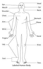 A coccygeal nerve pair : Labeled Human Body Diagram Human Body Diagram Human Body Organs Body Diagram