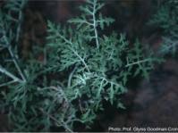 Image result for Cladostemon kirkii