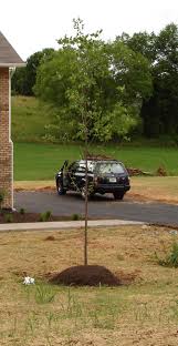 Check spelling or type a new query. Is It Common To Plant Trees Like This It Has A Thin Layer Of Mulch Over A Mound Of Dirt Well Above Ground Level Gardening