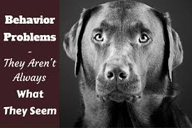 Labrador Retriever Behavior Problems Let S Talk About Lab Behaviors