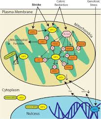 Image result for Yellow 1972 Caloric