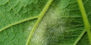 L'oignon ou ognon (allium cepa), prononcé /ɔ.ɲɔ̃/, est une espèce de plantes herbacées bisannuelles de la famille des amaryllidaceae. Maladies Et Ravageurs Du Jardin Solutions De Traitement