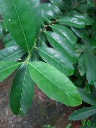 Image result for Elaeodendron