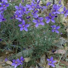Image result for Nesaea linearis