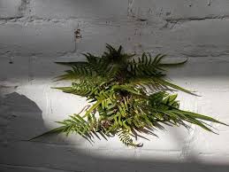 Image result for Pteris friesii