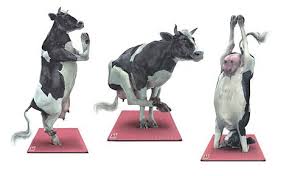 Delightful Life Yoga Funny Cow Photography Cow Art