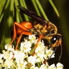 We did not find results for: Great Golden Digger Wasp Sphex Ichneumoneus North American Insects Spiders