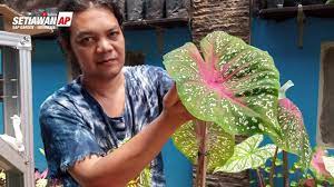 Mengenal Dan Memperbanyak Tanaman Hias Keladi Red Star Heart Of Jesus Tanaman Perhiasan Jenis