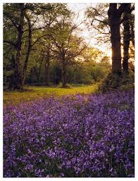 Epping st johns church of england school. Medium Format Steve Huff Photos Epping Forest Essex England England