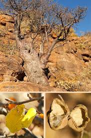 Image result for Sesamothamnus lugardii