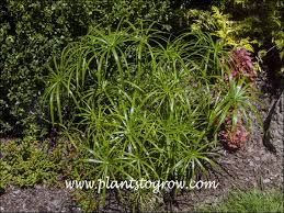 Image result for Cyperus kirkii