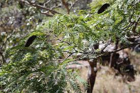 Image result for Brachystegia glaucescens