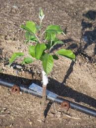 Paw paw trees and guava trees are native fruits to the u.s. Growing Apple Trees From Seed 7 Steps Instructables