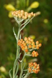Image result for Ethulia vernonioides