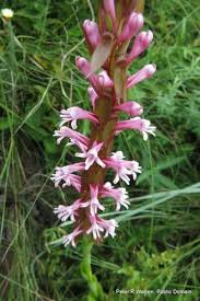Image result for Satyrium trinerve