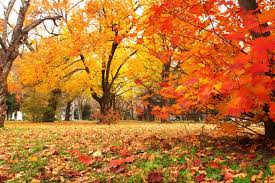 紅葉 こうよう を掘り下げよう お庭で紅に染まっているのはモミジですか カエデですか それとも他の何か Caedekyoto カエデ京都 紅葉と伝統美を引き継ぐバッグ