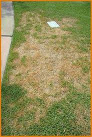 In this article, we'll deal with how to thicken zoysia grass. Lawn Problems Zoysia Grass