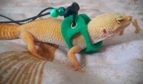 Leopard Geckos Panosundaki Pin