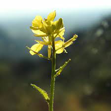 In questa posizione fortemente soleggiata il trifoglio giallo o meliloto è fiorito in abbondanza. Piante A Fiori Gialli