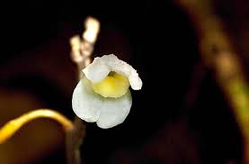 Image result for Didymoplexis