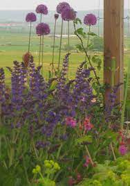 Pin On Gardens By Goose Green Design