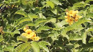 Image result for Markhamia lutea