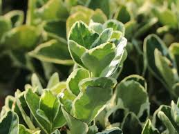 The token set option returns longer names that include the search terms, e.g., hybrid taxa. Japanspindel Kathy Euonymus Japonicus Kathy Baumschule Horstmann