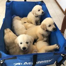 We breed english cream golden retrievers. Oklahoma Golden Retrievers Pet Service Walters Oklahoma Facebook 148 Photos