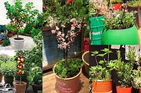 balkon garten balkon mit zwergobst bepflanzen plants planters planter pots