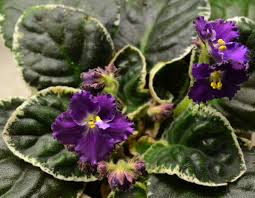 Dress Rehearsal African Violet Tropical House Plant African Violets Violet Plant Tropical House Plants