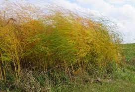 Fall Asparagus Care Blog Growjoy Asparagus Plant Fall Plants Asparagus