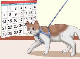 Ini adalah cara melatih kucing agar nurut yang benar dan tepat. Cara Melatih Kucing Agar Terbiasa Dengan Tali Kekang 9 Langkah