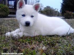 All white husky puppies with blue eyes petsidi. Kahleesi Went Home Today Siberian Husky Puppies For Sale