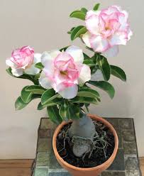 Pin On Logee S Flowering Plants