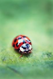 Black And Red Ladybug Meaning The Lady Lady Beetle Ladybug Ladybird