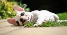 The 10 Laziest Dog Breeds - Animal Wised