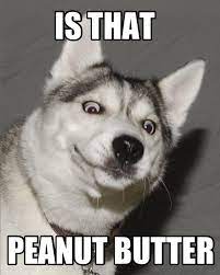 Pin On Funny Husky Jokes