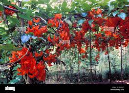 Image result for Mucuna stans