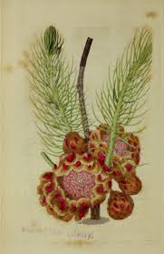 Image result for Indigofera fuscobarbata