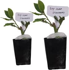 Image result for bay leaf bush foto