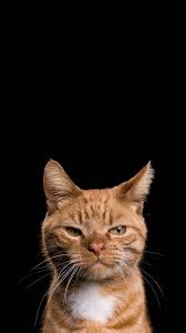 Iphone Wallpapers Wallpaper Iphone Iphone Iphonewallpaperspace Wallpaper Wallpapers Kitten Wallpaper Animal Wallpaper Iphone Wallpaper Cat